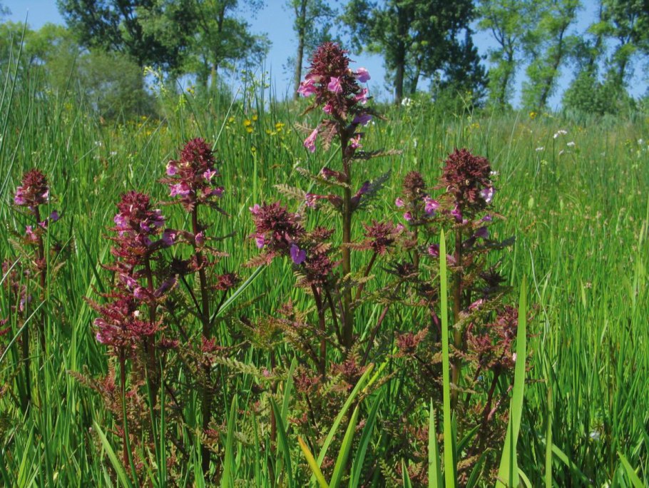 Мытник болотный (Pedicularis palustris l.)