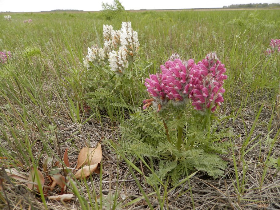Мытник Лапландский
