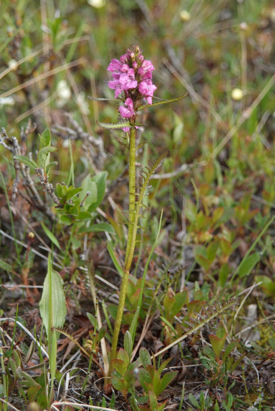Мытник вздуточашечный