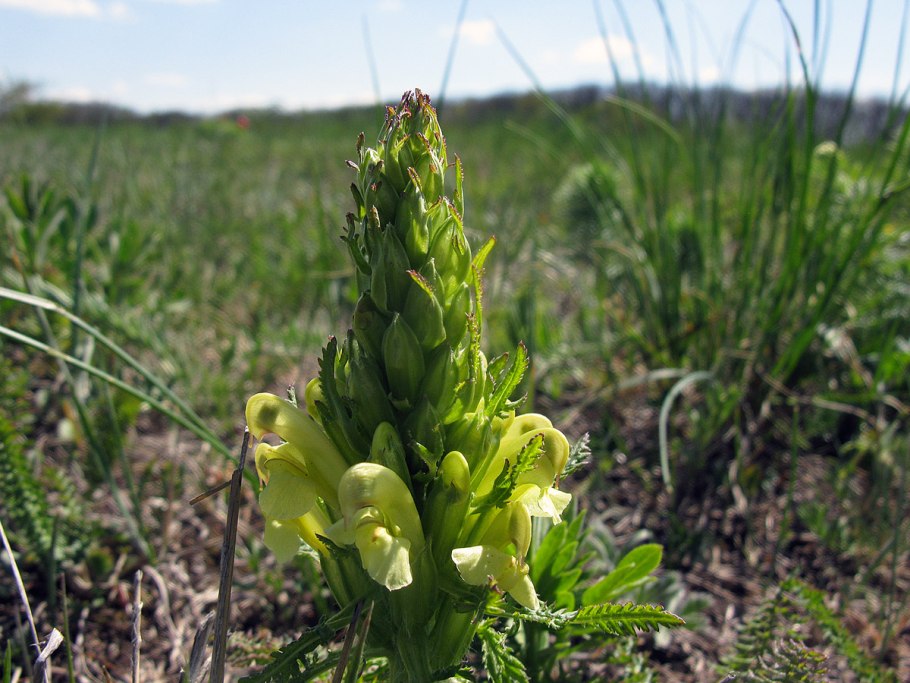 Мытник мутовчатый