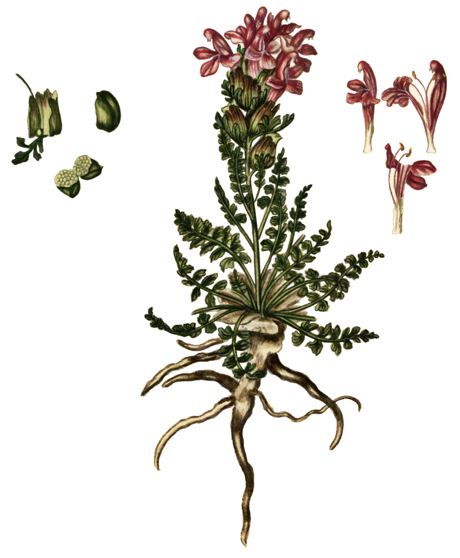 Мытник вздуточашечный