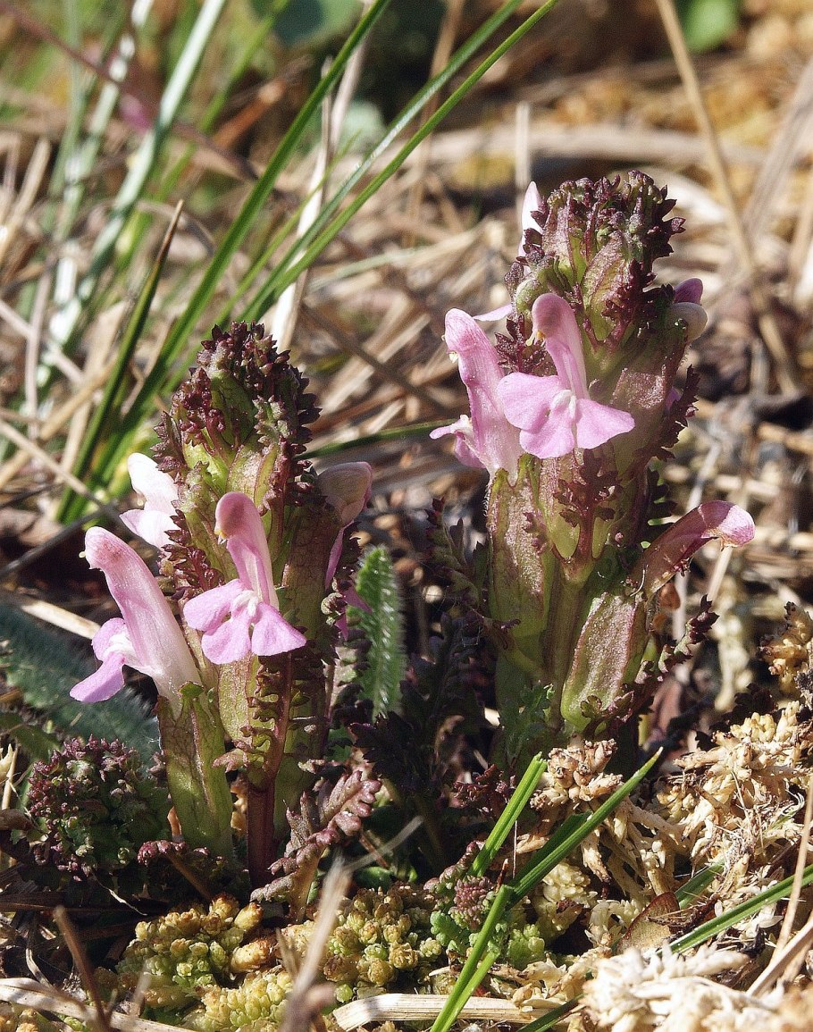 Pedicularis sylvatica