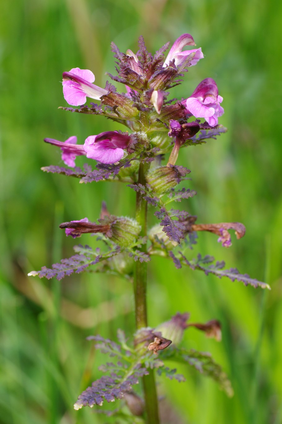 Мытник болотный (Pedicularis palustris l.)