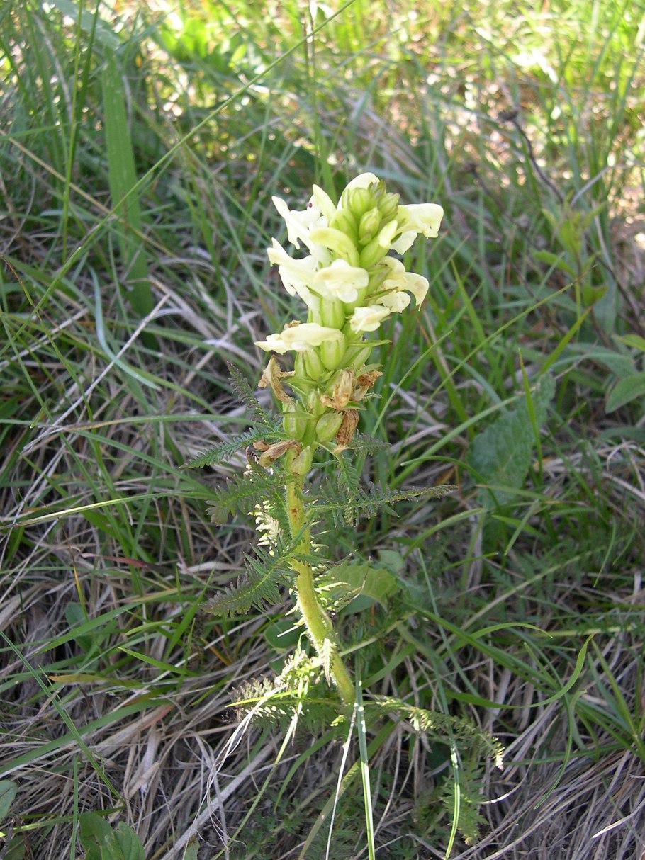 Pedicularis dasystachys Schrenk - Мытник мохнатоколосый