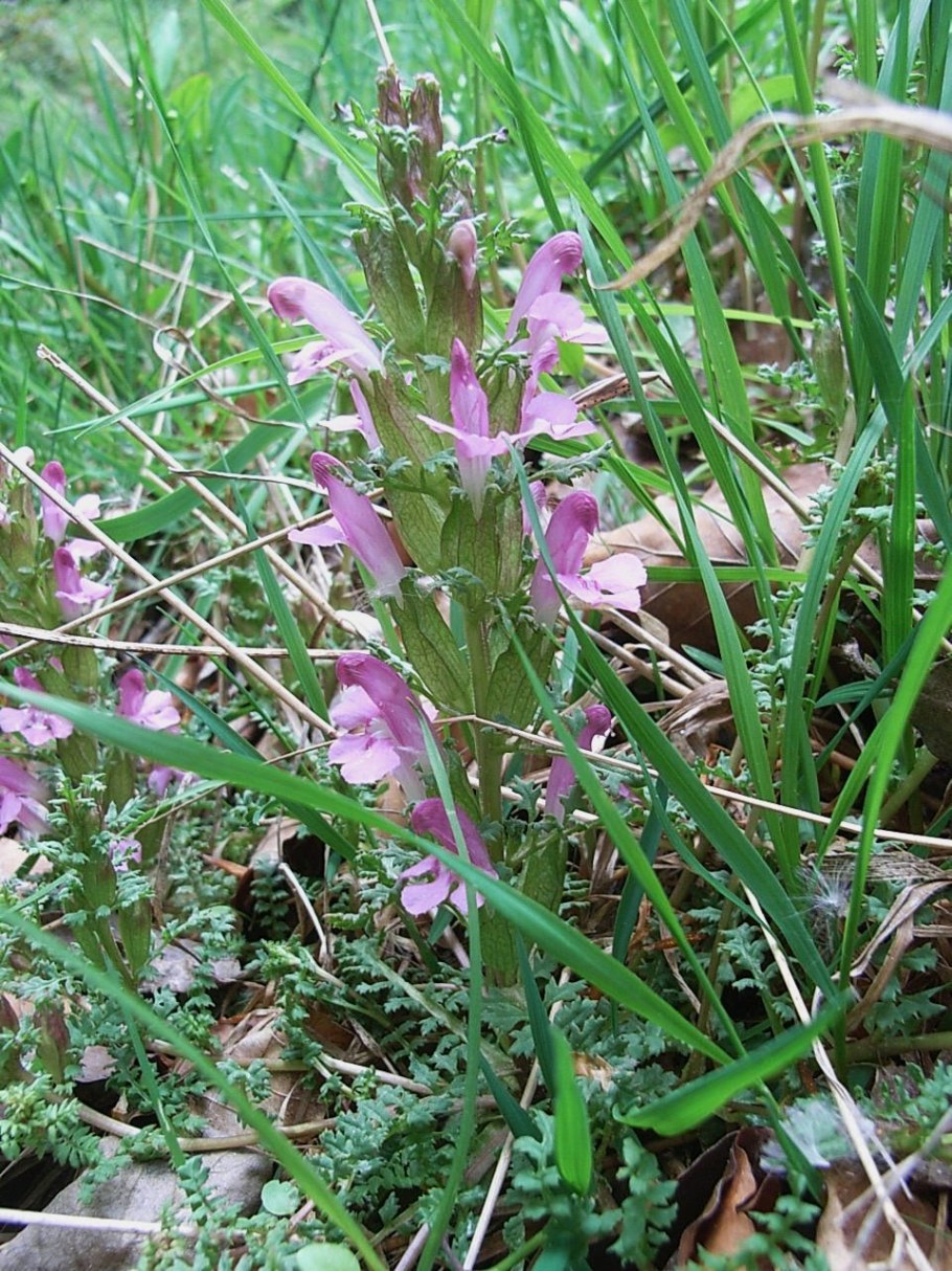 Мытник болотный (Pedicularis palustris l.)