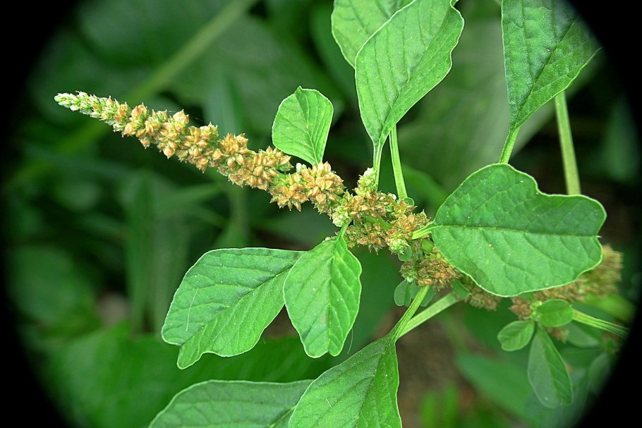 Щирица запрокинутая (Amaranthus retroflexus l.)