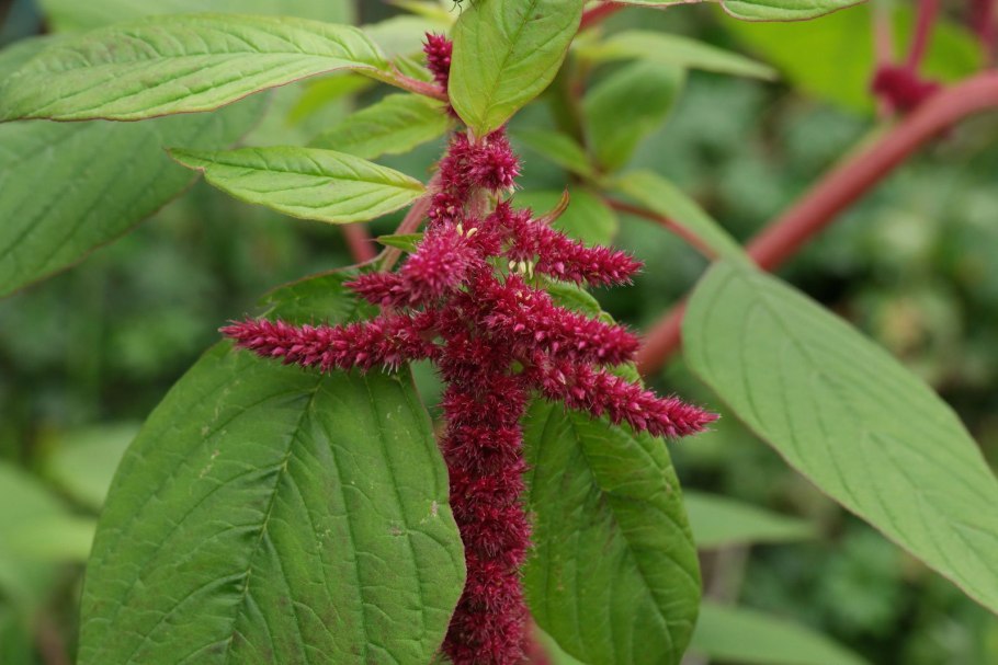 Amaranthus blitum
