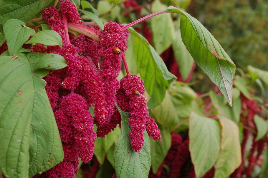 Amaranthus lividus