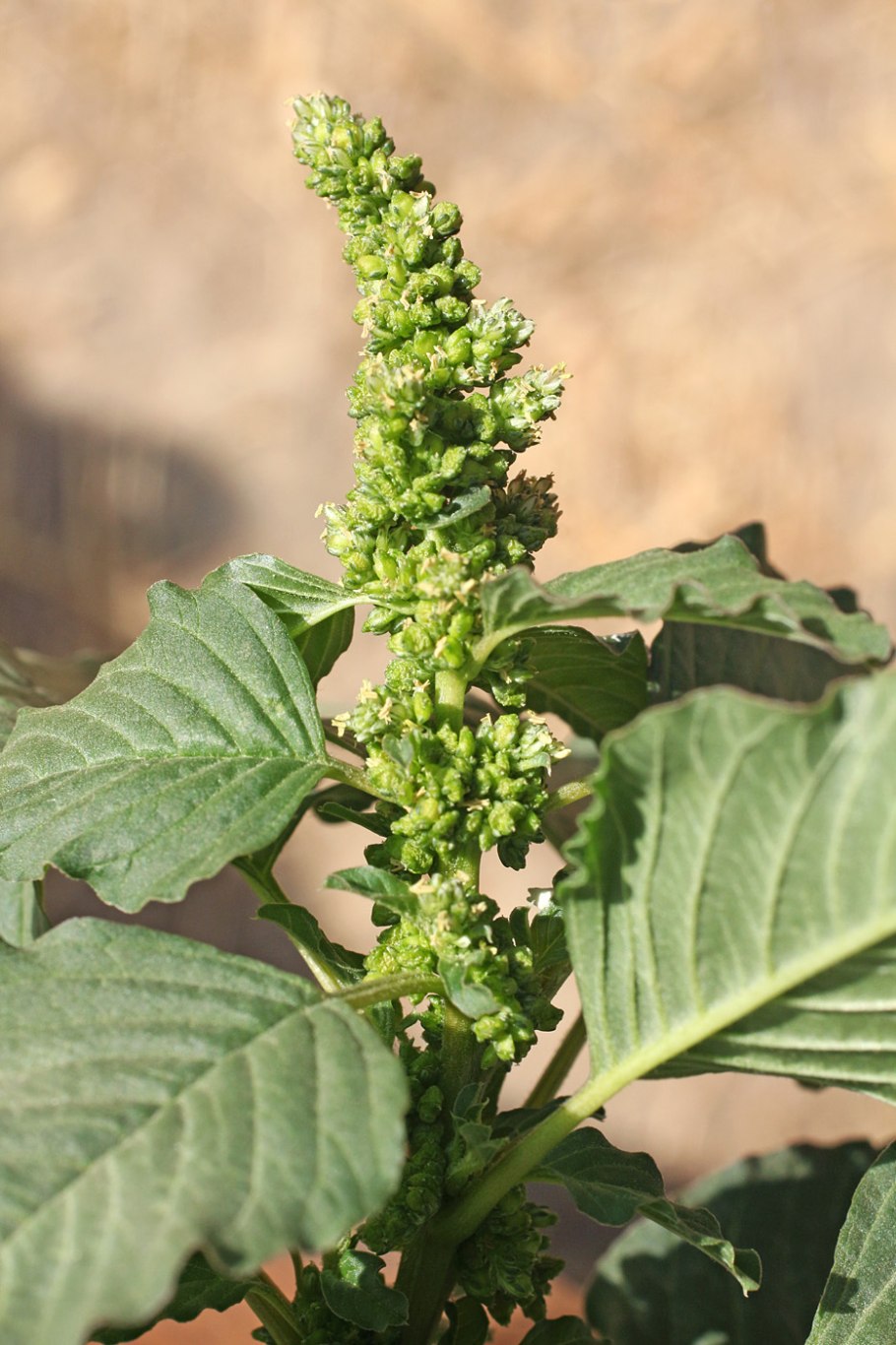 Амарант хвостатый