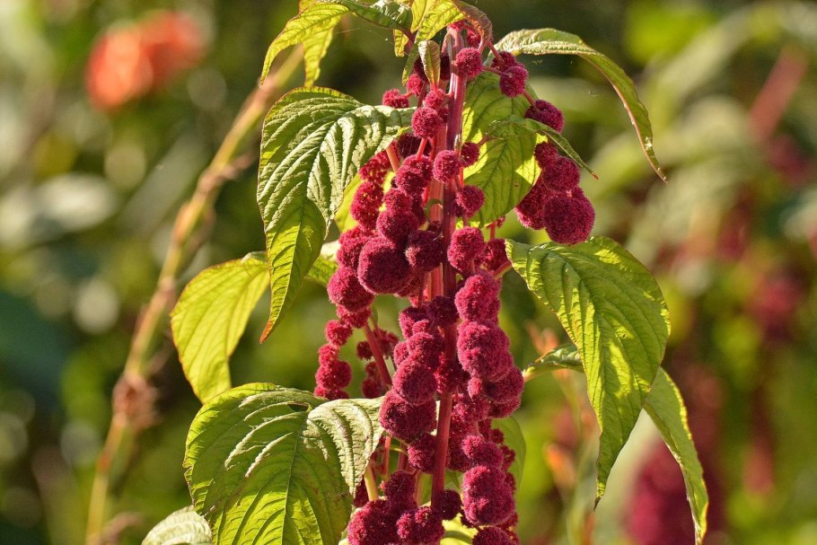 Амарант сорт Воронежский