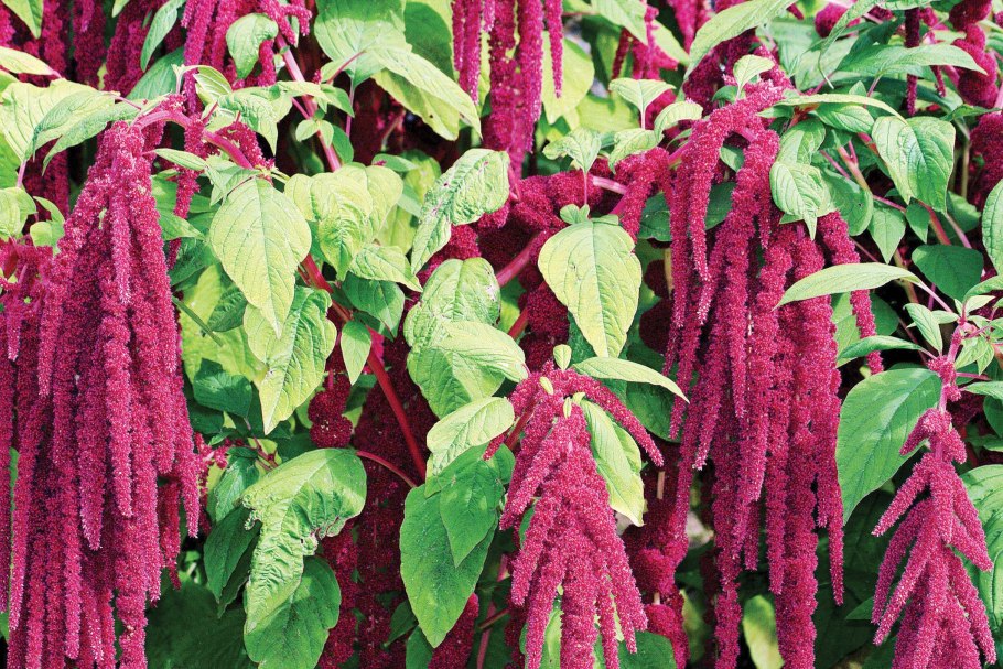 Щирица запрокинутая Amaranthus retroflexus