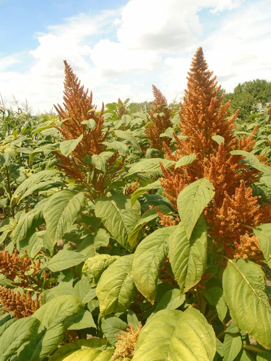 Амарант метельчатый