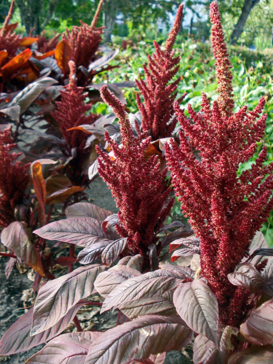 Щирица запрокинутая Amaranthus retroflexus
