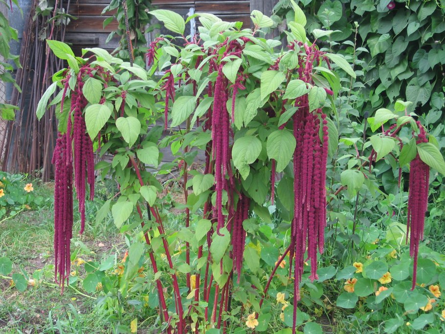 Amaranthus lividus