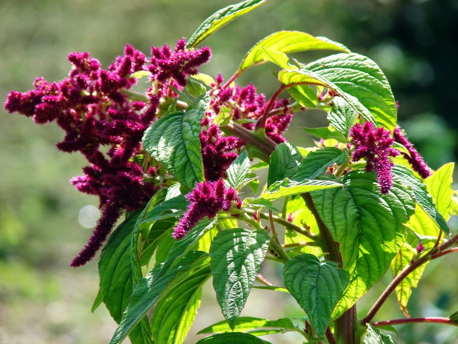 Щирица запрокинутая Amaranthus retroflexus
