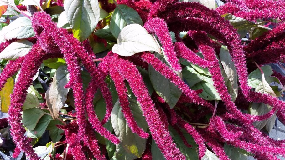 Amaranthus lividus