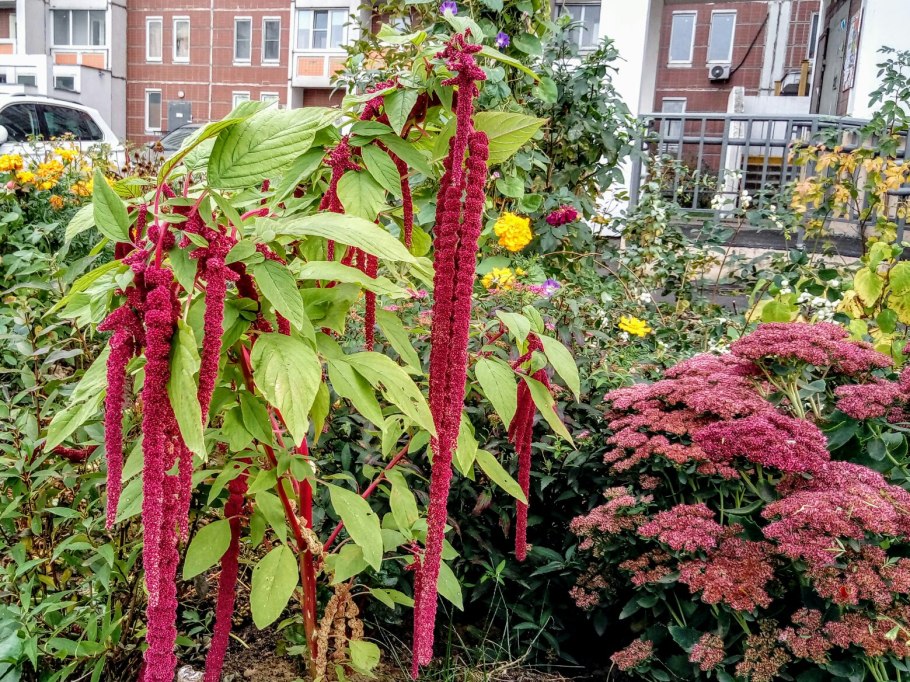 Амарант хвостатый щирица
