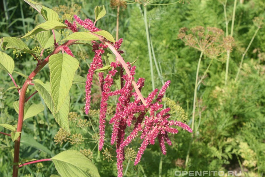 Амарант щирица