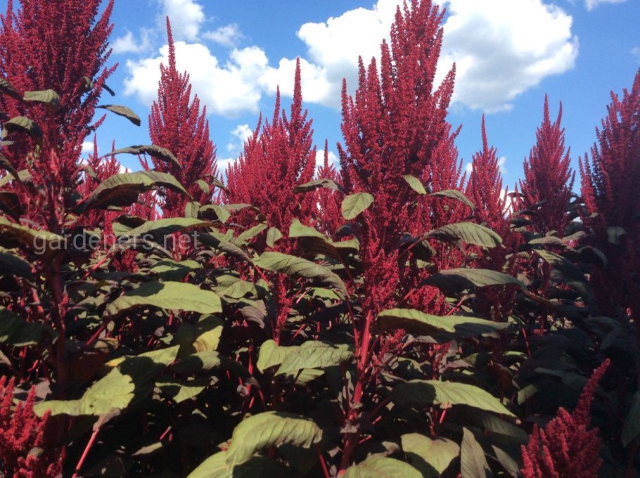 Amaranthus hypochondriacus