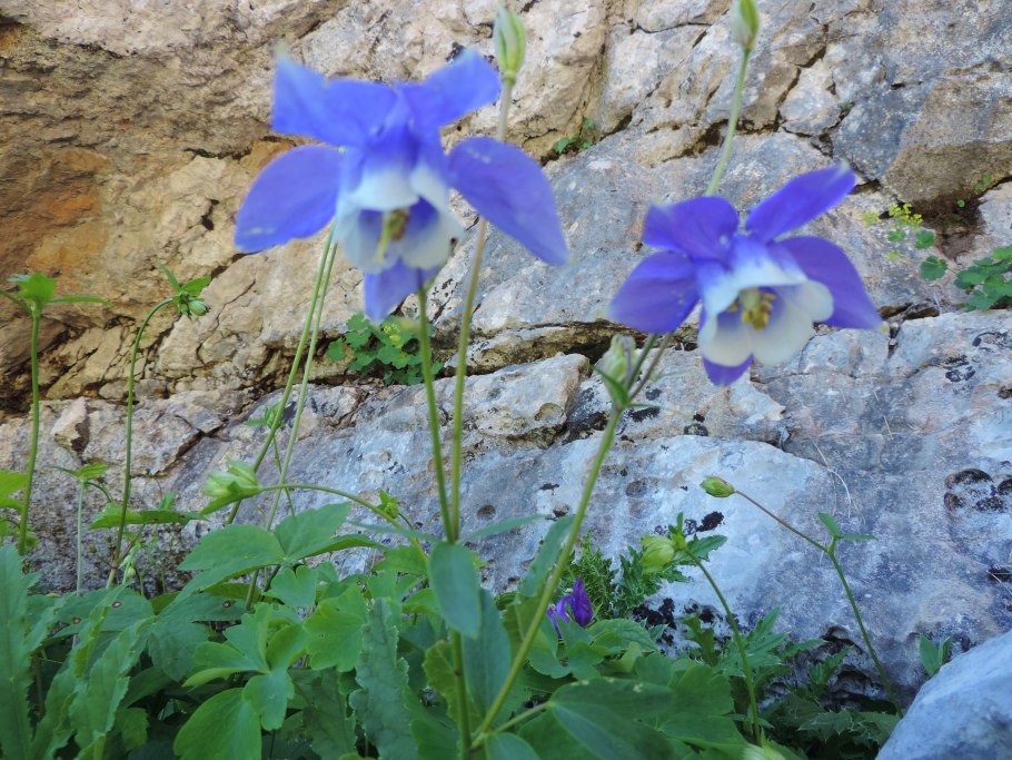 Аквилегия Олимпийская