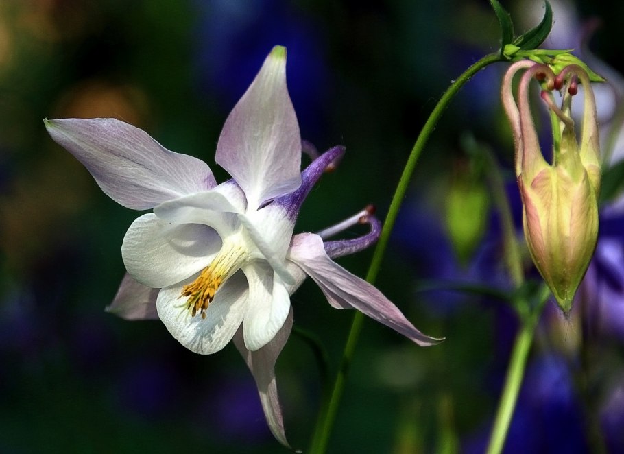 Аквилегия Пиренейская