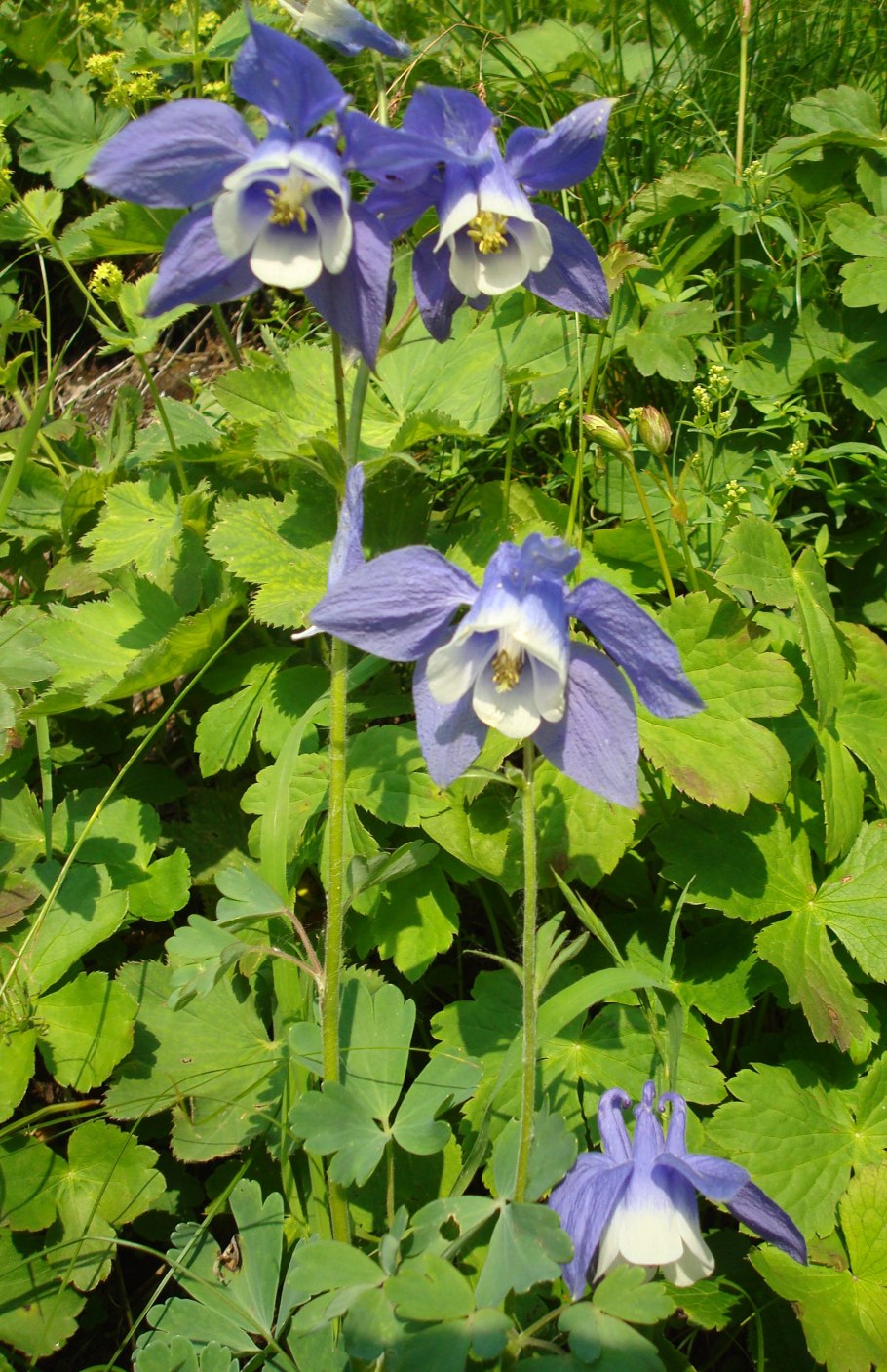 Водосбор Олимпийский Приэльбрусье