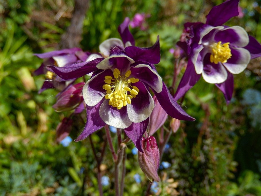 Декоративная трава Аквилегия