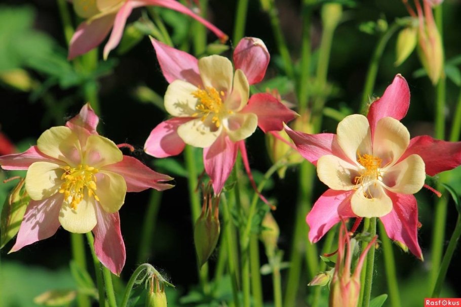 Аквилегия гибридная голубая