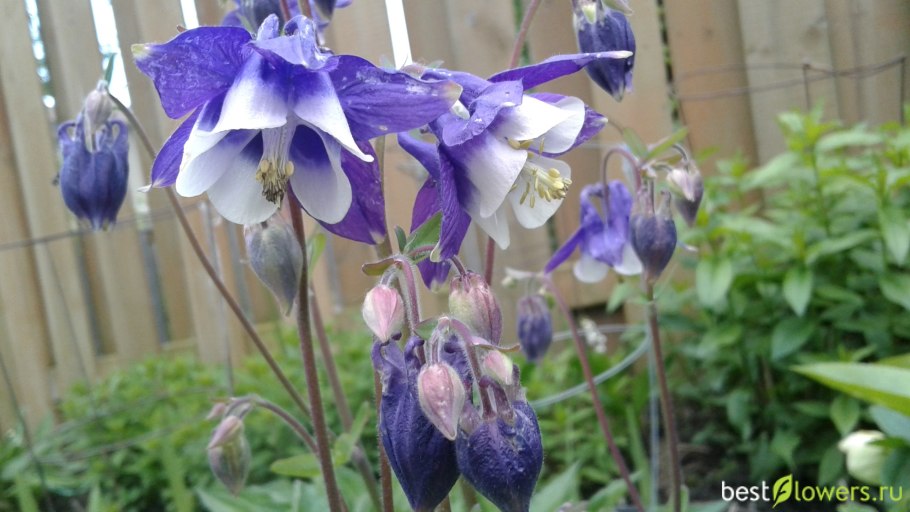Аквилегия голубая Гиант