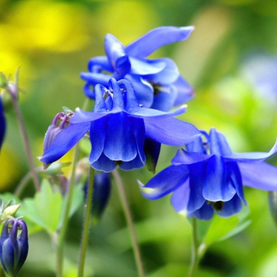 Аквилегия Шахерезада