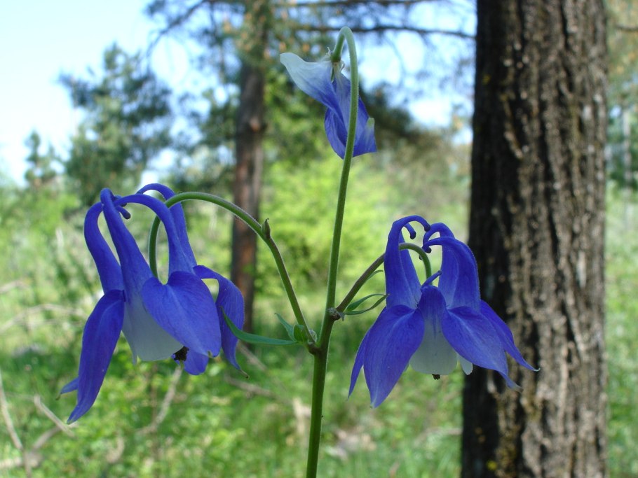 Водосбор Олимпийский цветок