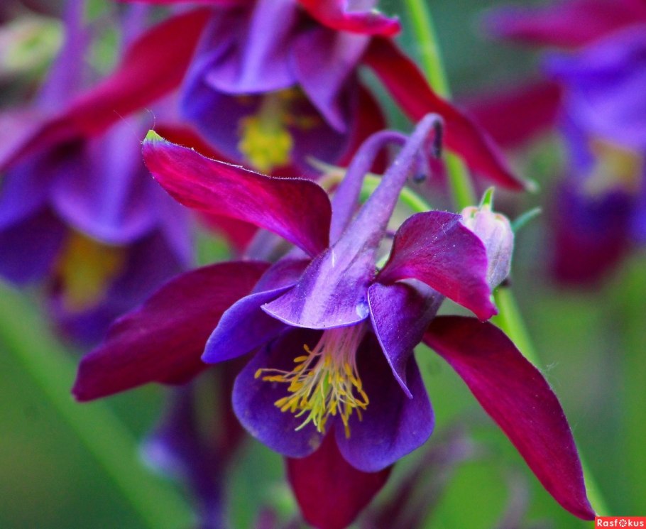 Аквилегия Сибирская