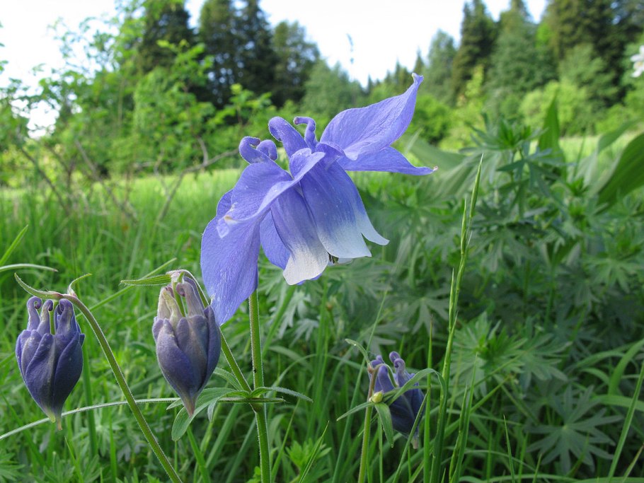Aquilegia Olympica