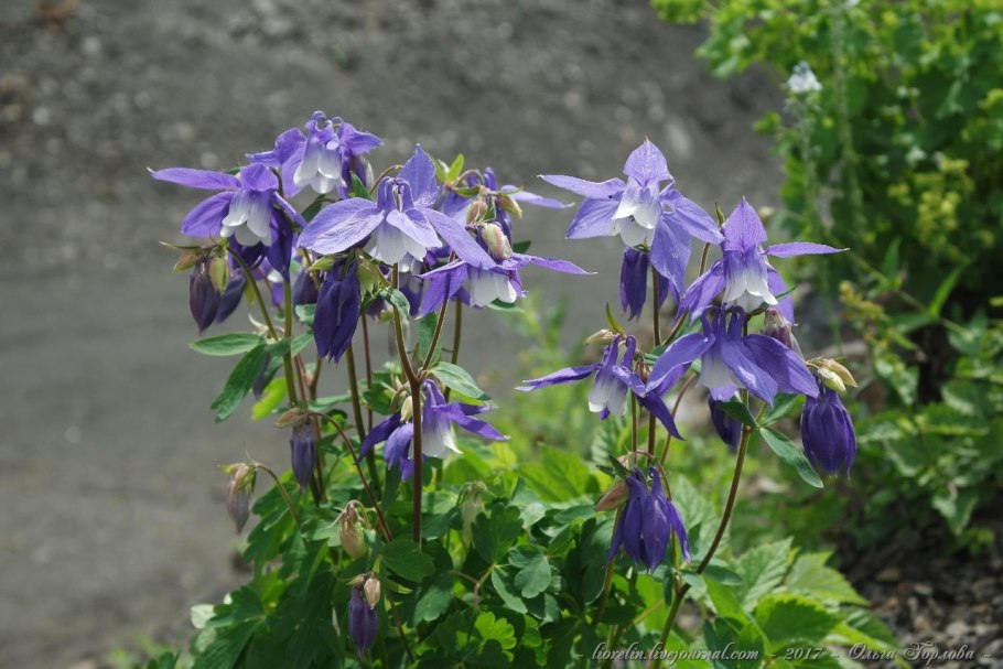 Аквилегия Олимпийская — Aquilegia Olympica
