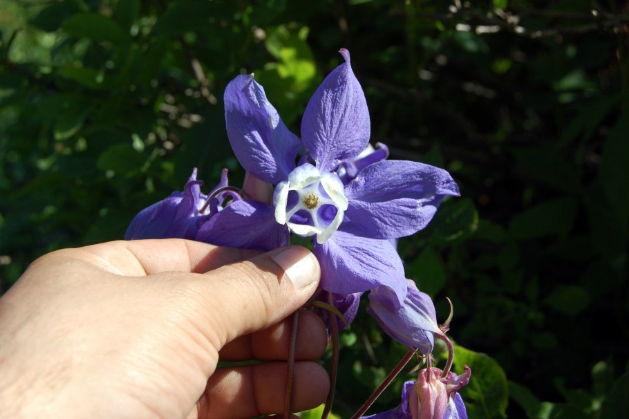 Аквилегия Олимпийская