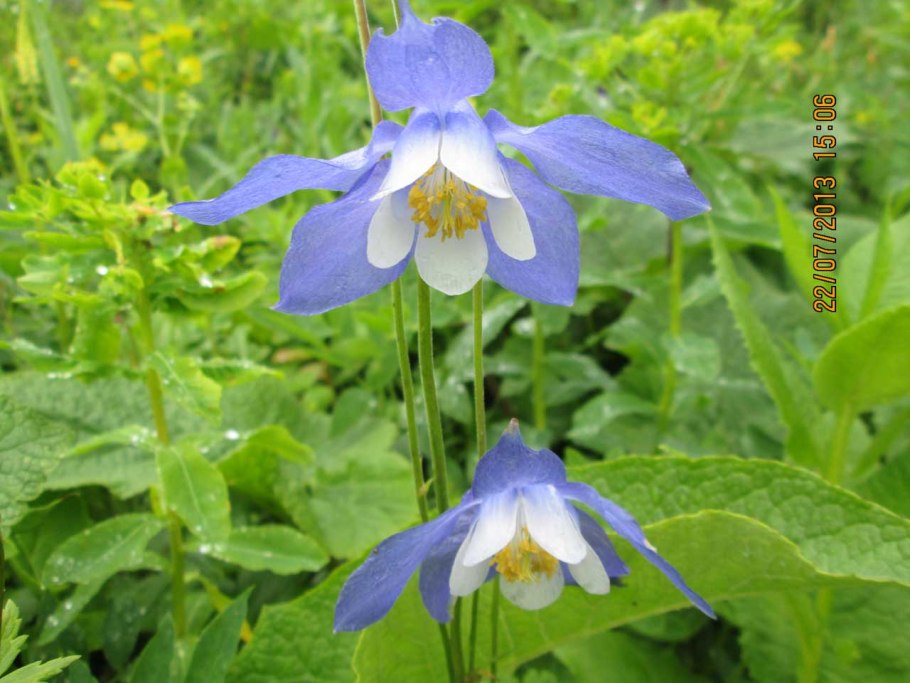 Аквилегия синяя