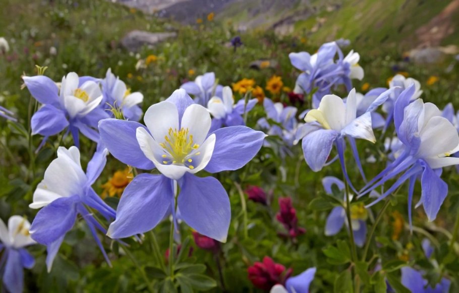 Аквилегия колумбийская