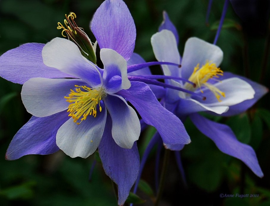 Аквилегия водосбор