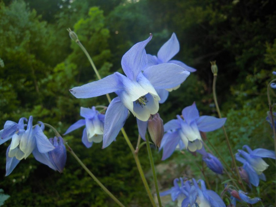 Aquilegia Olympica