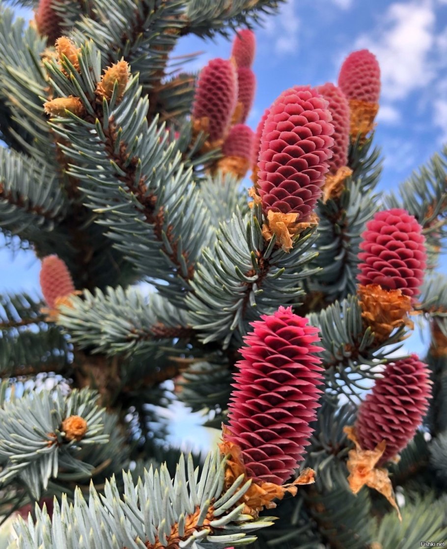 Елка с красными игрушками