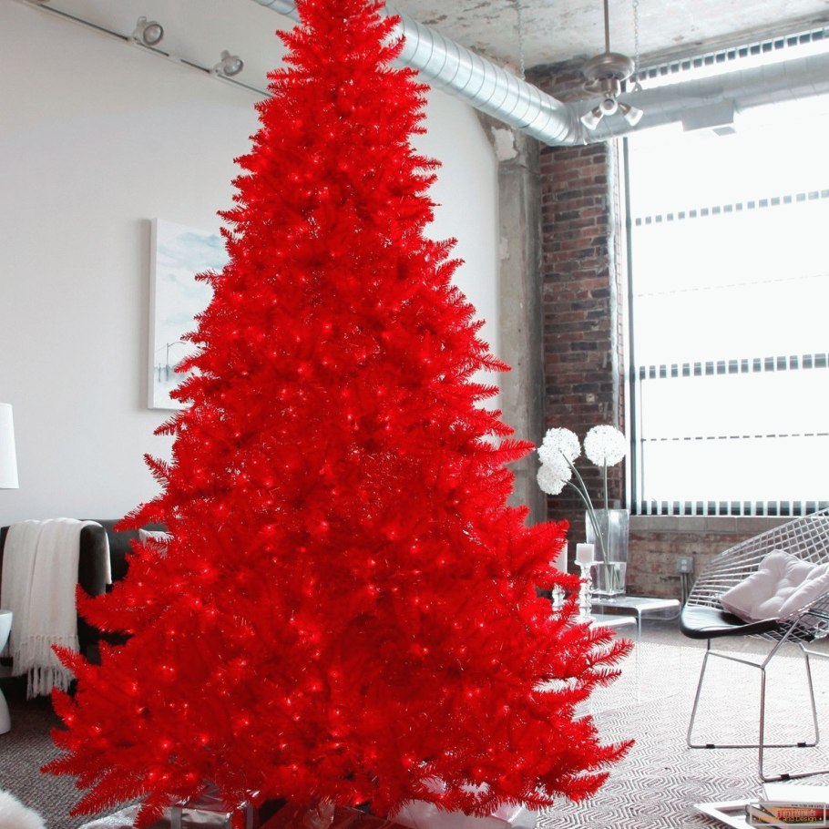 Цветение пихты Нобилис