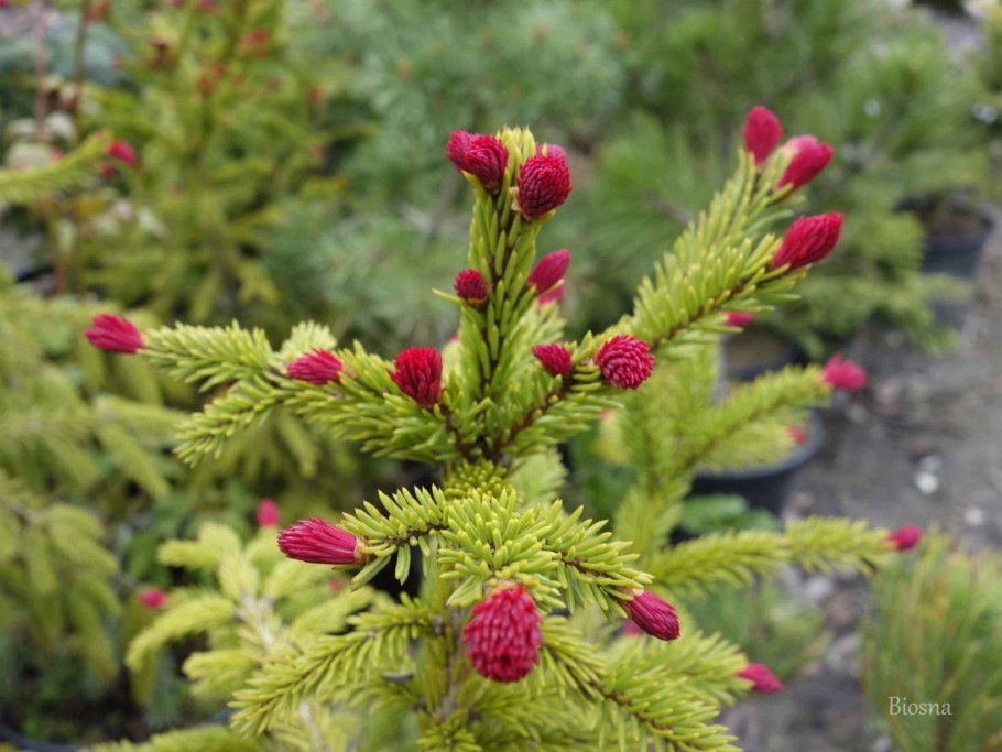 Ель обыкновенная Picea Abies 'Rydal'