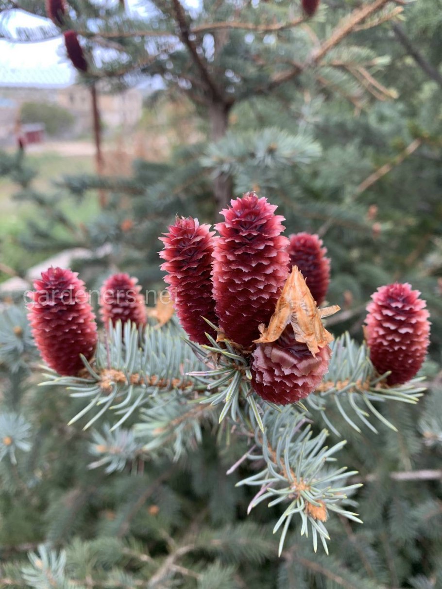 Необычные ёлки красная