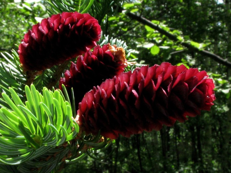 Хвойная пихта Тисс