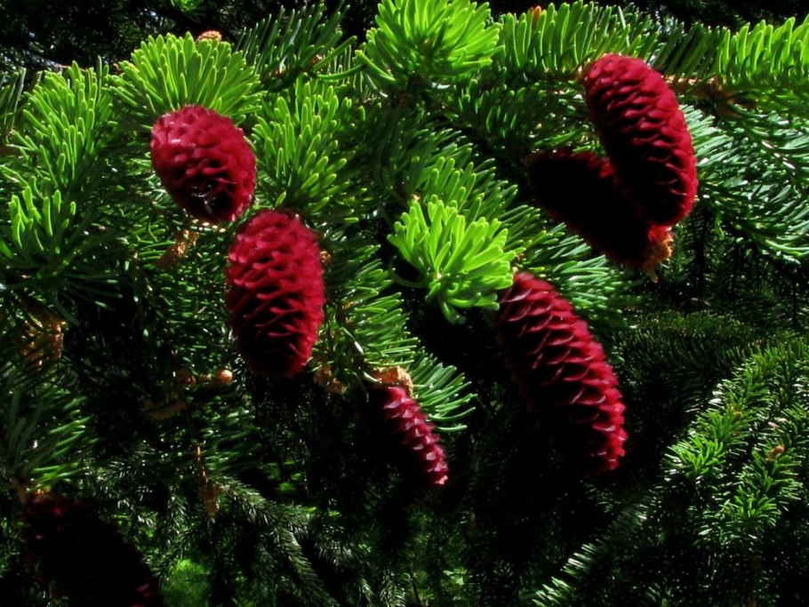 Красная елка