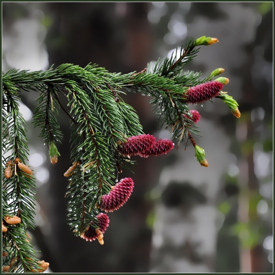 Ель Балатон