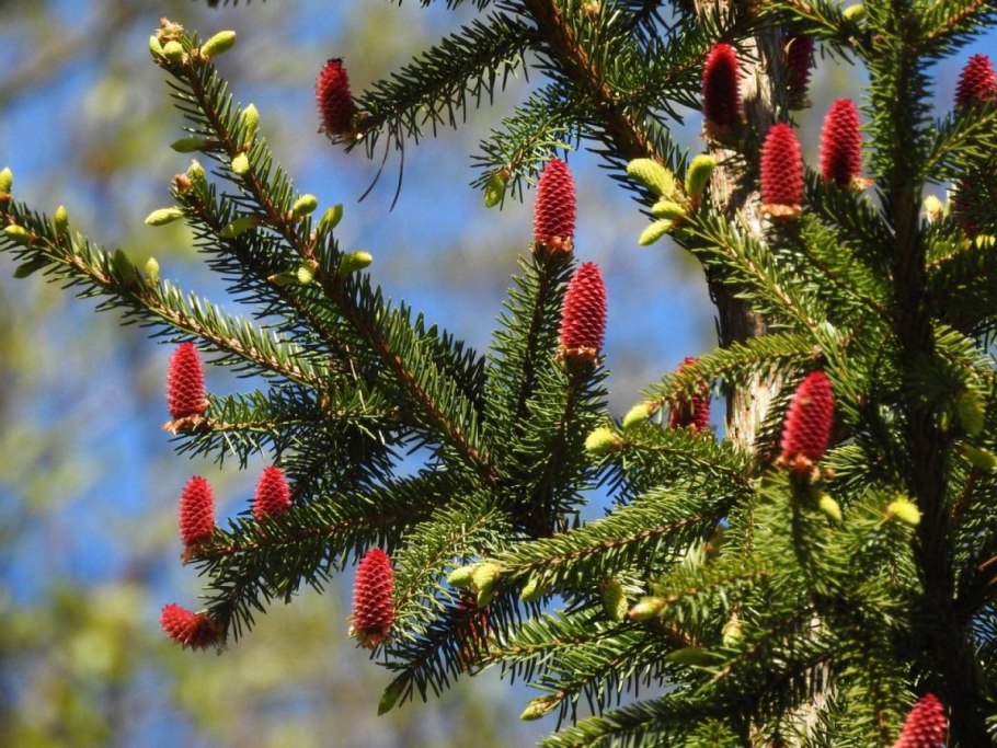 Polygroup ель Holland Snow 1.83