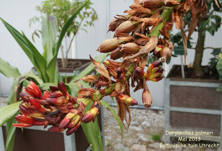 Дориантес в Австралии