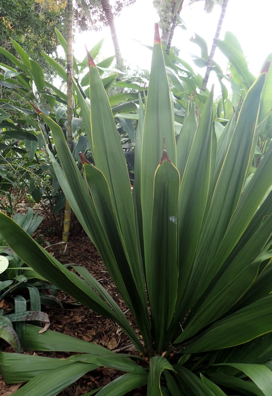 Красный Ангелим (Dinizia Excelsa)