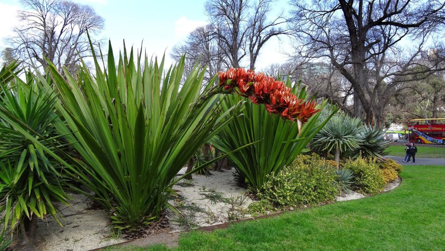 Дориантес в Австралии